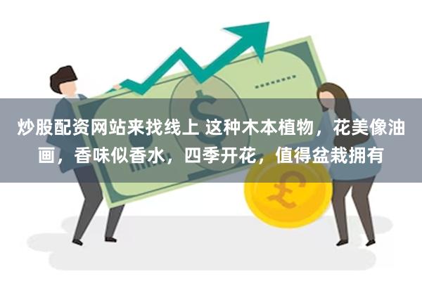 炒股配资网站来找线上 这种木本植物，花美像油画，香味似香水，四季开花，值得盆栽拥有