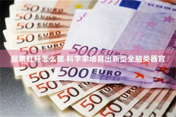 股票杠杆怎么做 科学家培育出新型全脑类器官